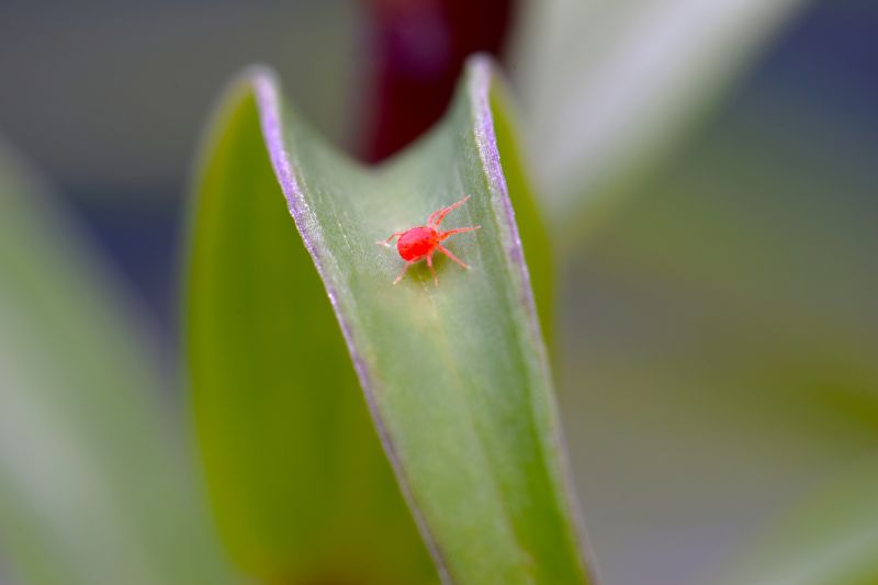 Mite Removal