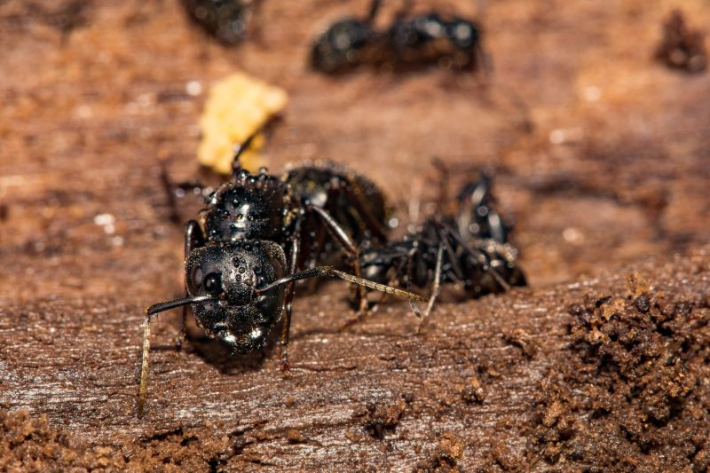 Black Ant Extermination in New Braunfels, TX