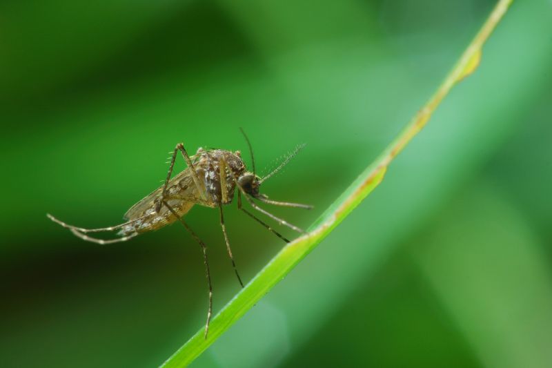 Common Fly And Mosquito Problems Around Homes