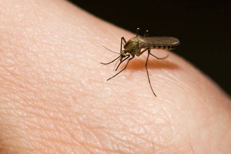 Common Fly And Mosquito Problems Around Homes