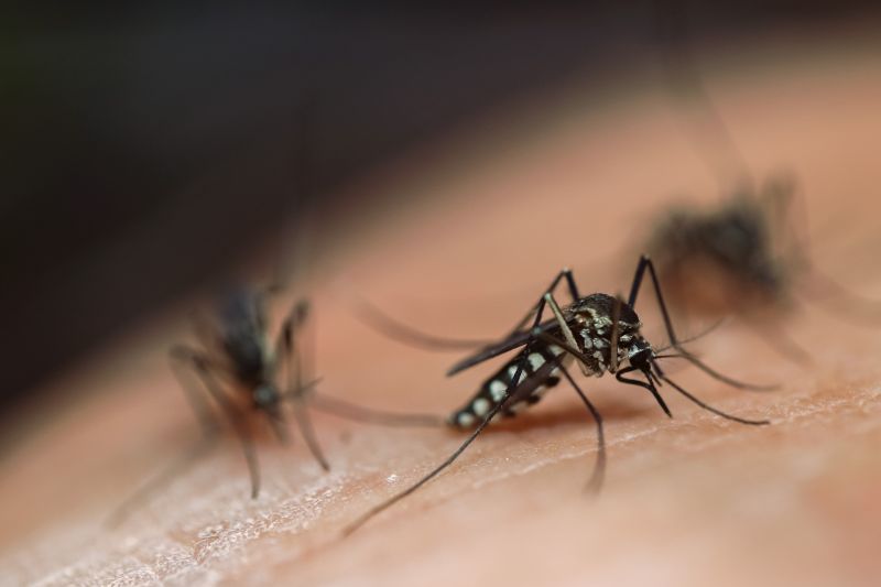 Fly And Mosquito Prevention Tips For Properties