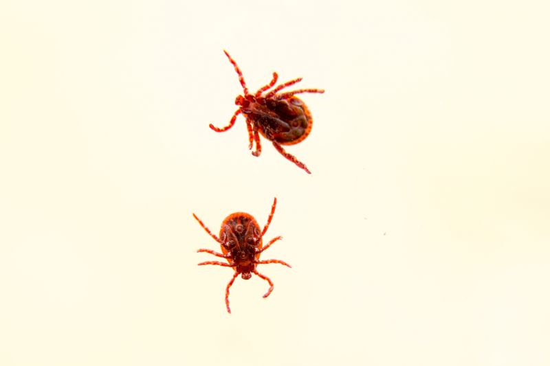 Summer Mite Management