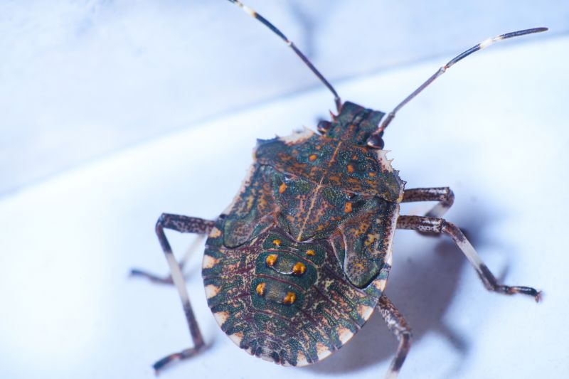 Seasonal Stinkbug Activity And When Control Is Most Effective