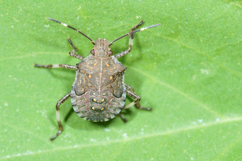 Seasonal Stinkbug Activity And When Control Is Most Effective