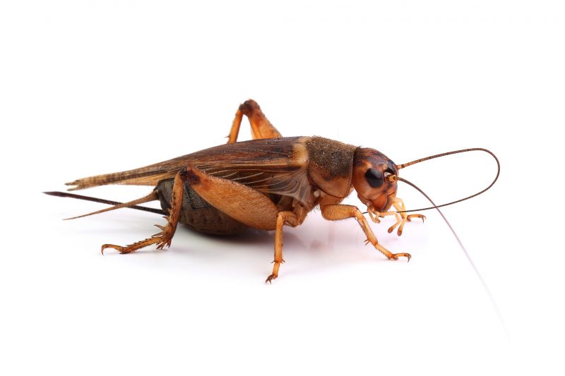 Why Crickets Invade Homes And How To Stop Them