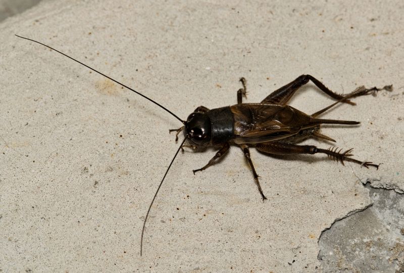 Why Crickets Invade Homes And How To Stop Them