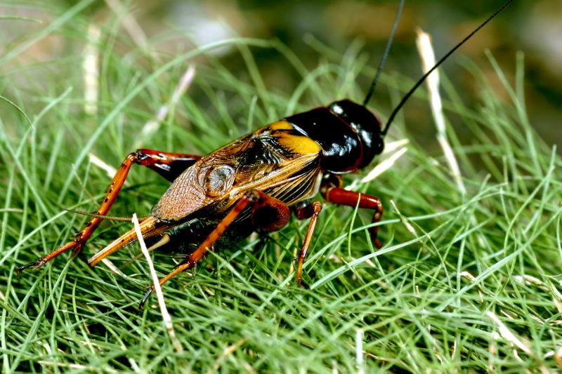 Why Crickets Invade Homes And How To Stop Them