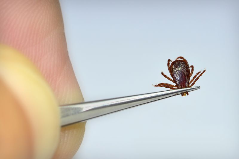 Mite Removal
