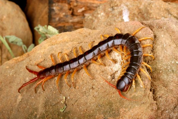 Centipede Removal