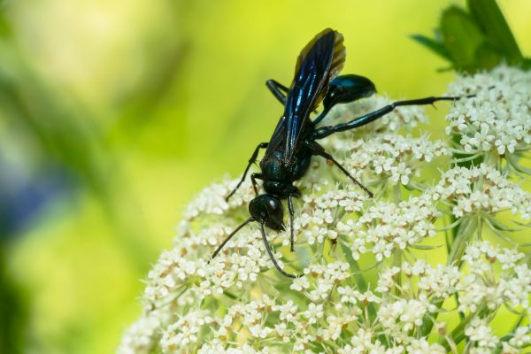 Mud Dauber Removal