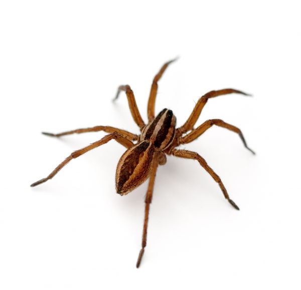 Spider Mite Removal