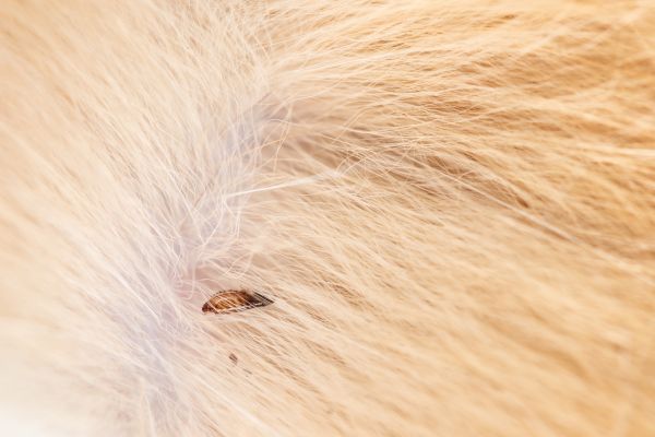 Mites Extermination - Mites Extermination Salem, Oregon