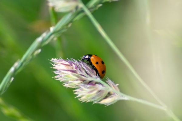 Ladybug Pest Control