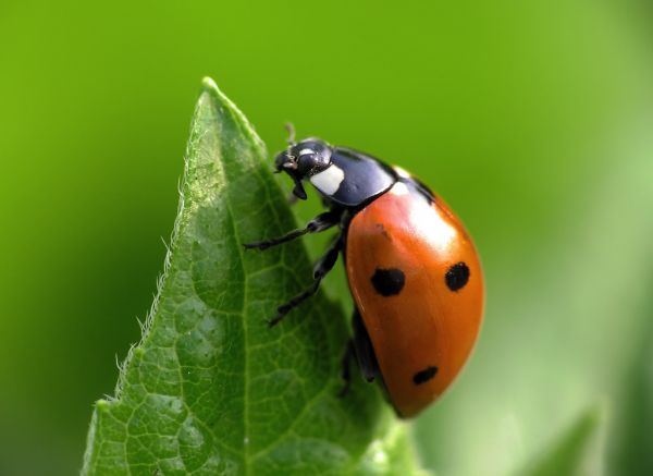 Ladybug Removal