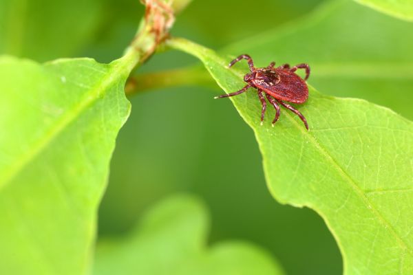 Mite Extermination