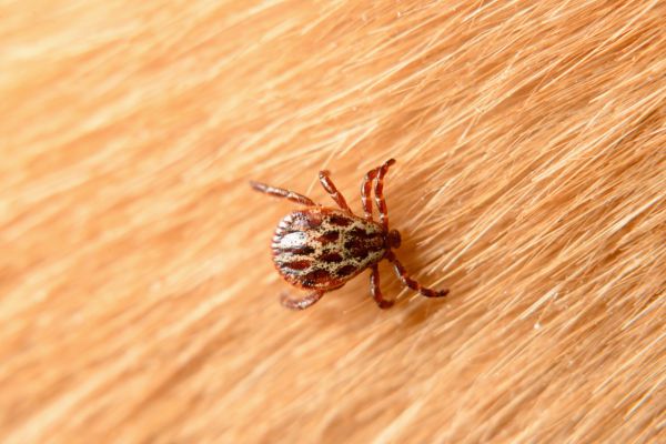 Bug Removal Service