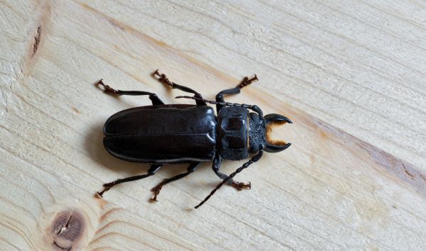 Bug Removal Service
